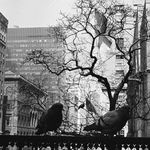 Vintage pigeons on Park Avenue, 1957.